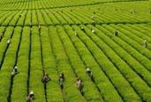 臺(tái)灣茶農(nóng)熱衷考大陸評茶員